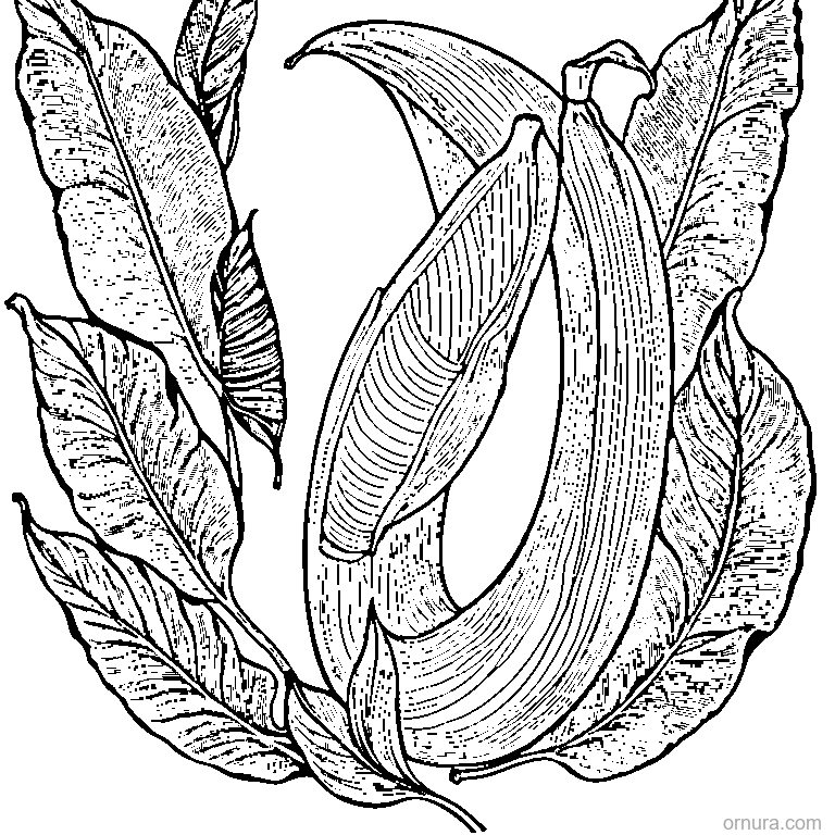 Banana Leaf With Long Shape coloring page