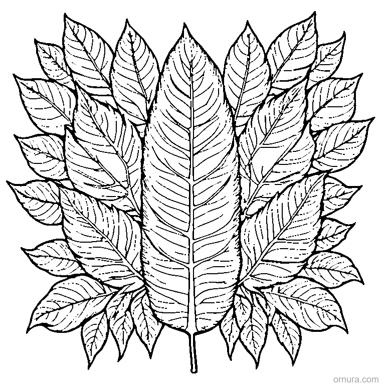 birch leaf with serrated edges design coloring page - free printable black and white line art for kids and adults