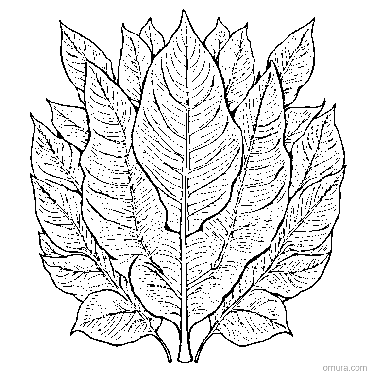 birch leaf with serrated edges printable coloring page - free printable black and white line art for kids and adults