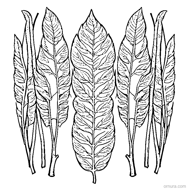 birch leaf with serrated edges template coloring page - free printable black and white line art for kids and adults