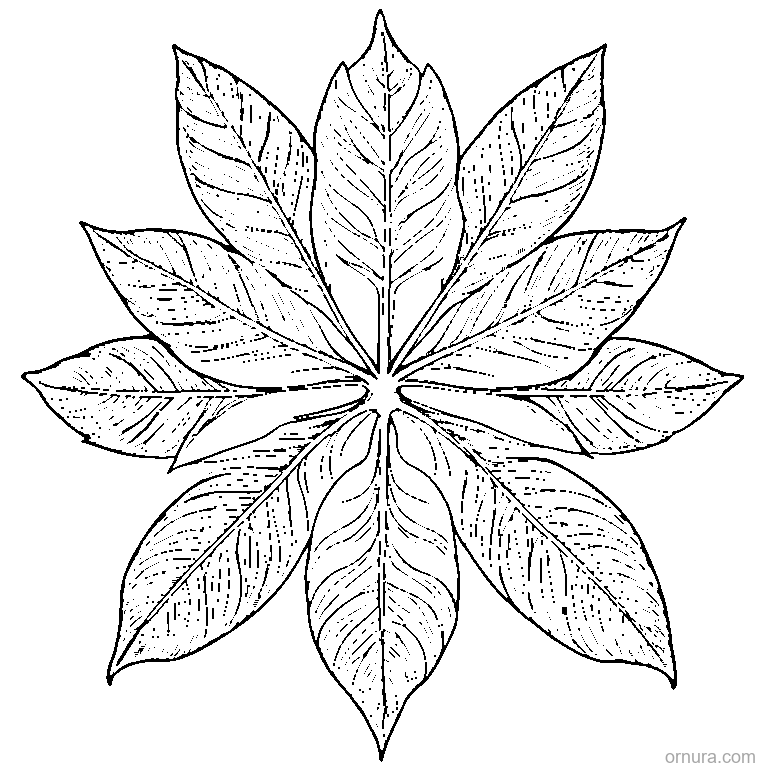 chestnut leaf with pointed edges coloring page - free printable black and white line art for kids and adults