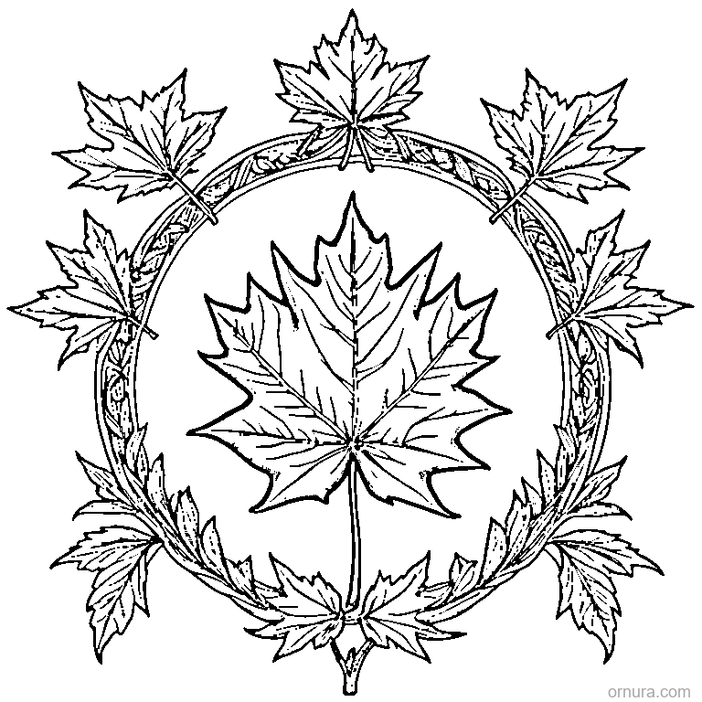 Detailed Maple Leaf With All Veins coloring page