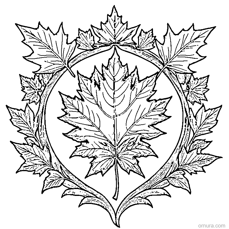 detailed maple leaf with all veins design coloring page - free printable black and white line art for kids and adults