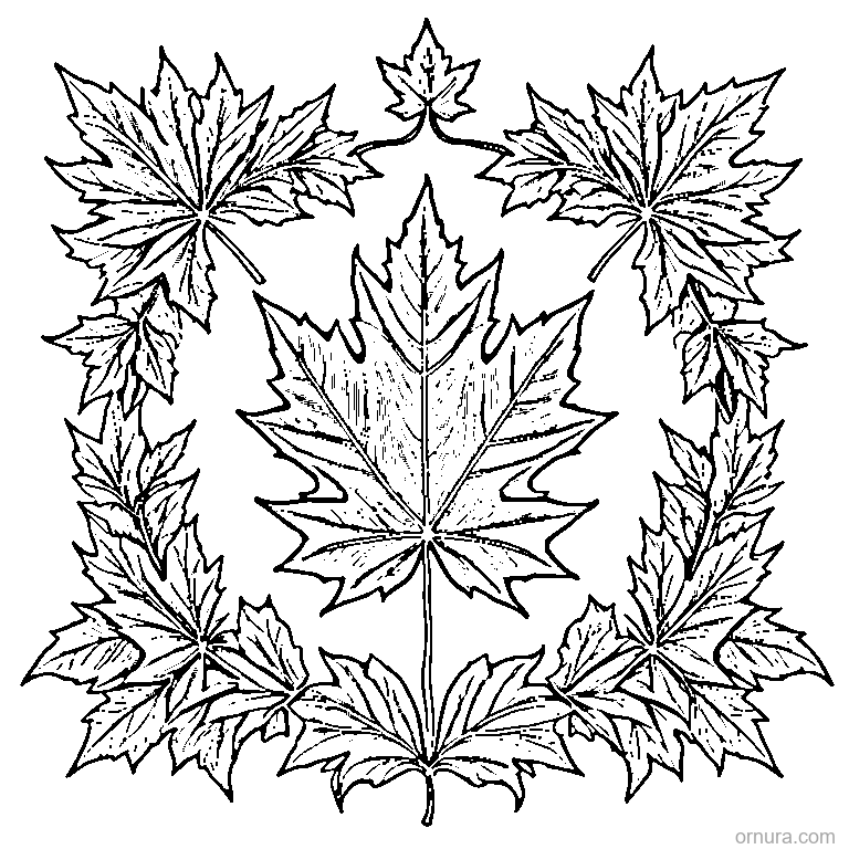 detailed maple leaf with all veins printable coloring page - free printable black and white line art for kids and adults