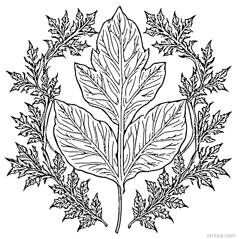 detailed oak leaf with lobes coloring page coloring page - free printable black and white line art for kids and adults