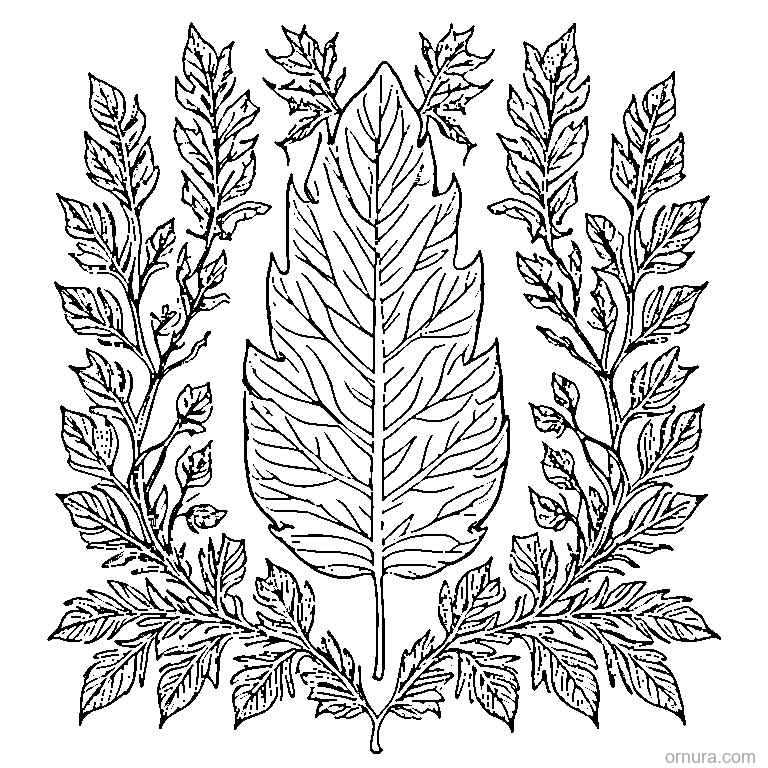 Detailed Oak Leaf With Lobes coloring page