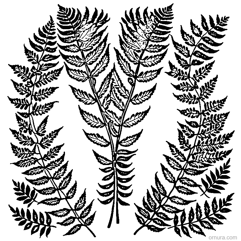 fern frond with leaflets design coloring page - free printable black and white line art for kids and adults