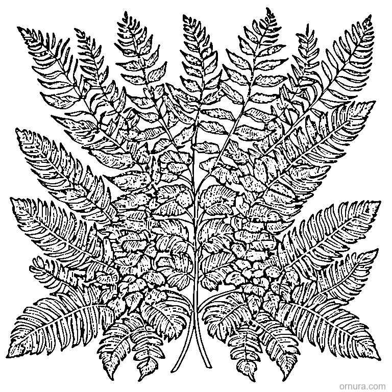 fern frond with leaflets printable coloring page - free printable black and white line art for kids and adults