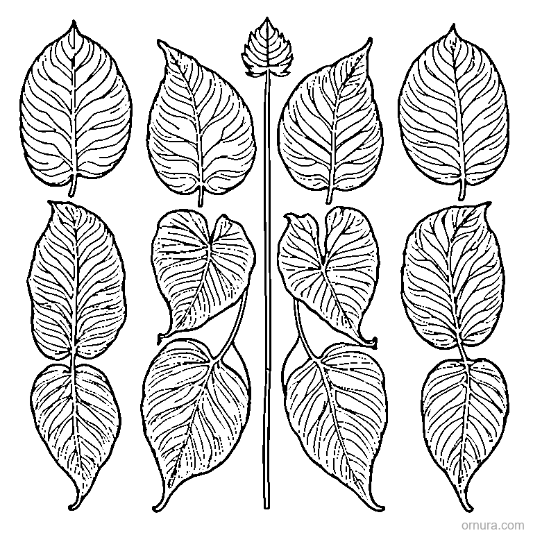 four different leaves in a row design coloring page - free printable black and white line art for kids and adults