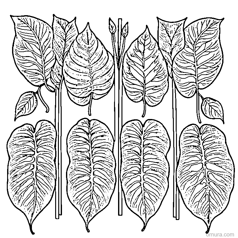four different leaves in a row printable coloring page - free printable black and white line art for kids and adults
