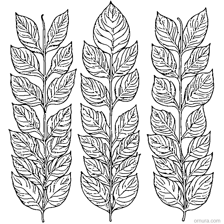 Four Different Leaves In A Row coloring page