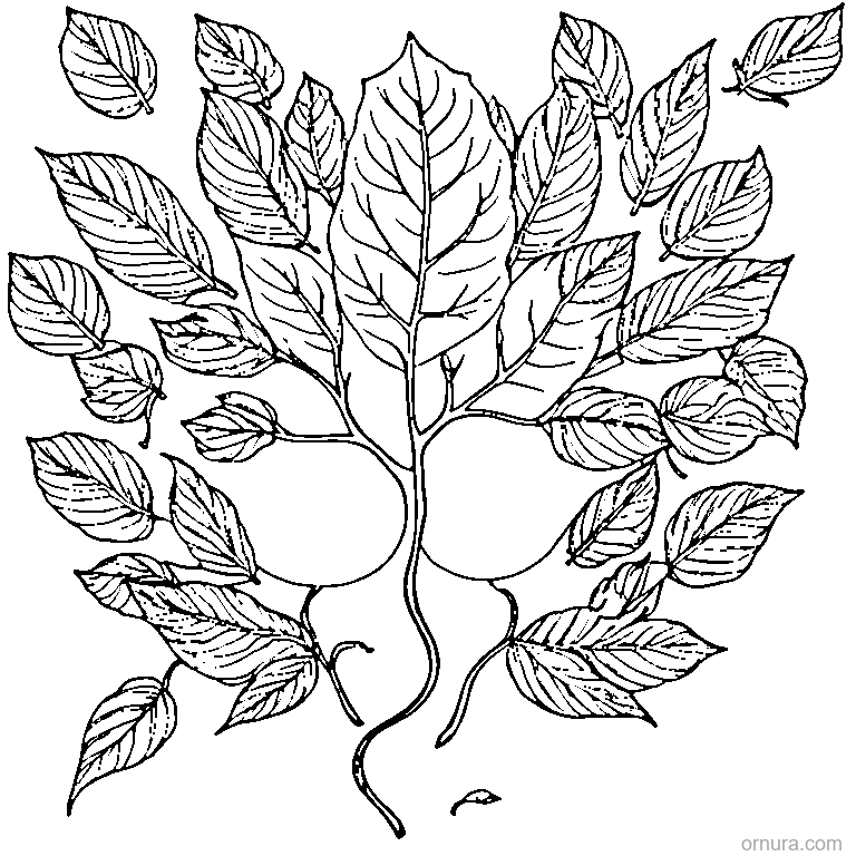 leaf falling from tree design coloring page - free printable black and white line art for kids and adults