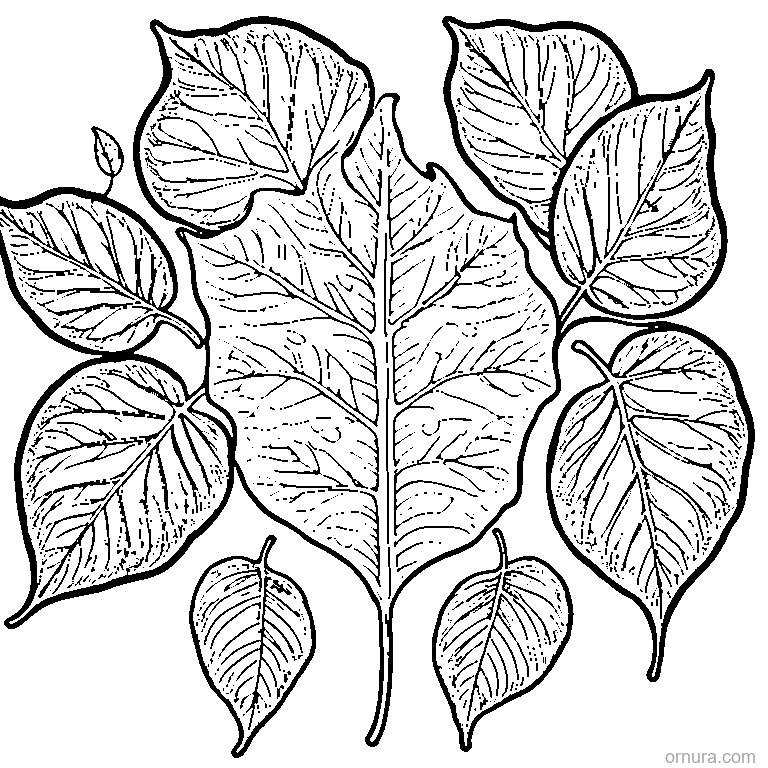 leaf with raindrops on surface coloring page coloring page - free printable black and white line art for kids and adults