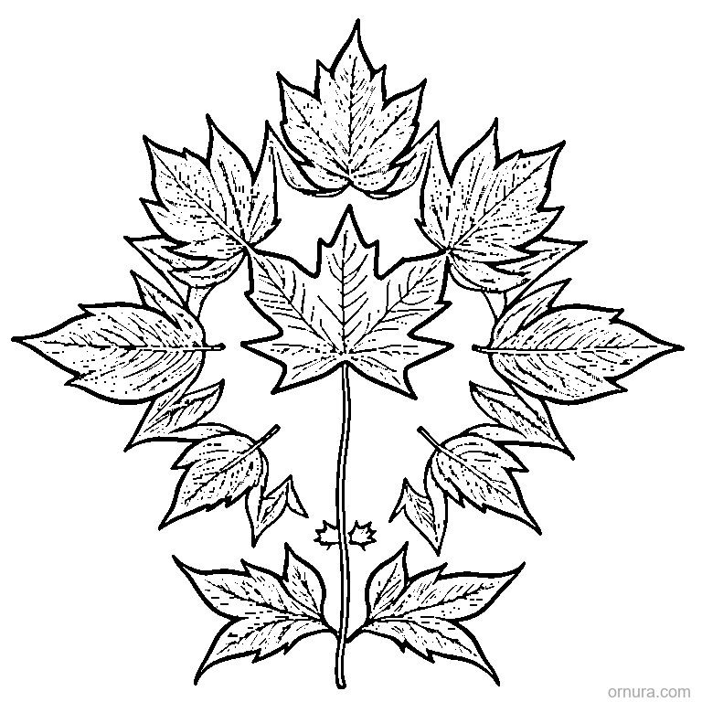 maple leaf with bold outlines design coloring page - free printable black and white line art for kids and adults