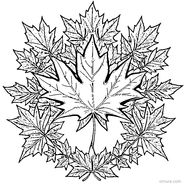 maple leaf with bold outlines printable coloring page - free printable black and white line art for kids and adults