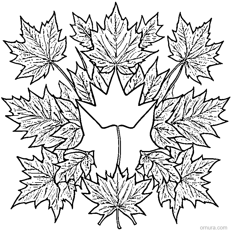 maple leaf with bold outlines template coloring page - free printable black and white line art for kids and adults