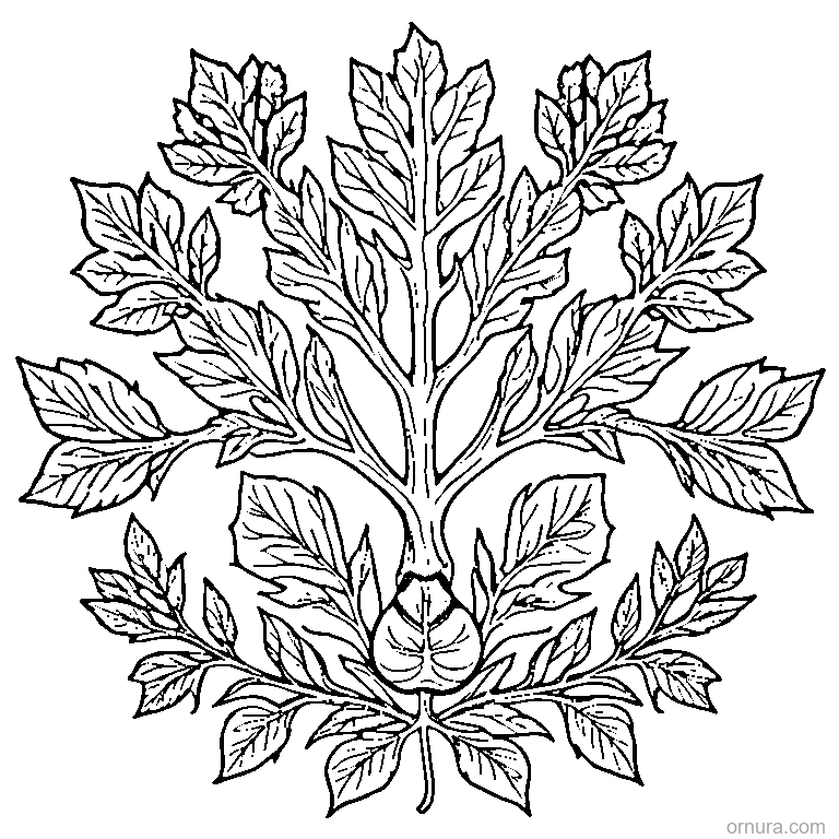 Oak Leaf With Acorn Cluster coloring page