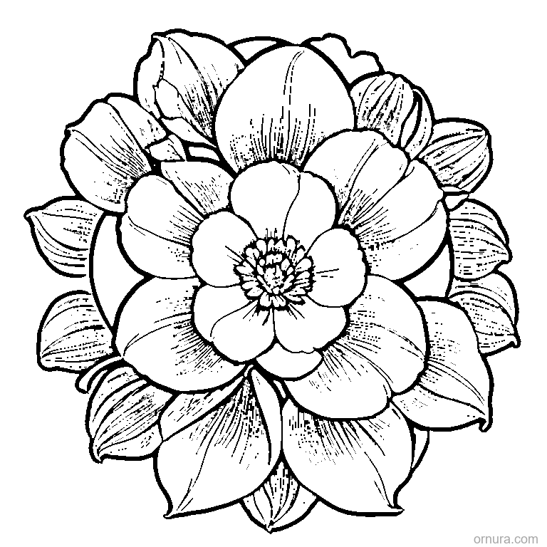 petal pattern flower coloring page coloring page - free printable black and white line art for kids and adults