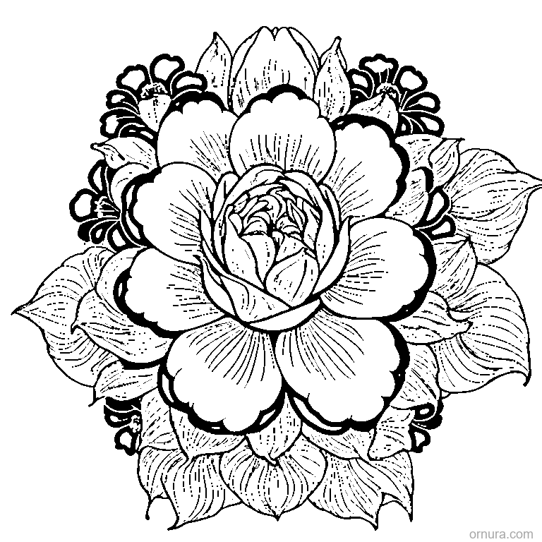 petal pattern flower printable coloring page - free printable black and white line art for kids and adults