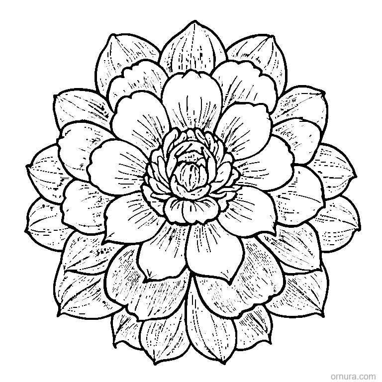 Petal Pattern Flower coloring page