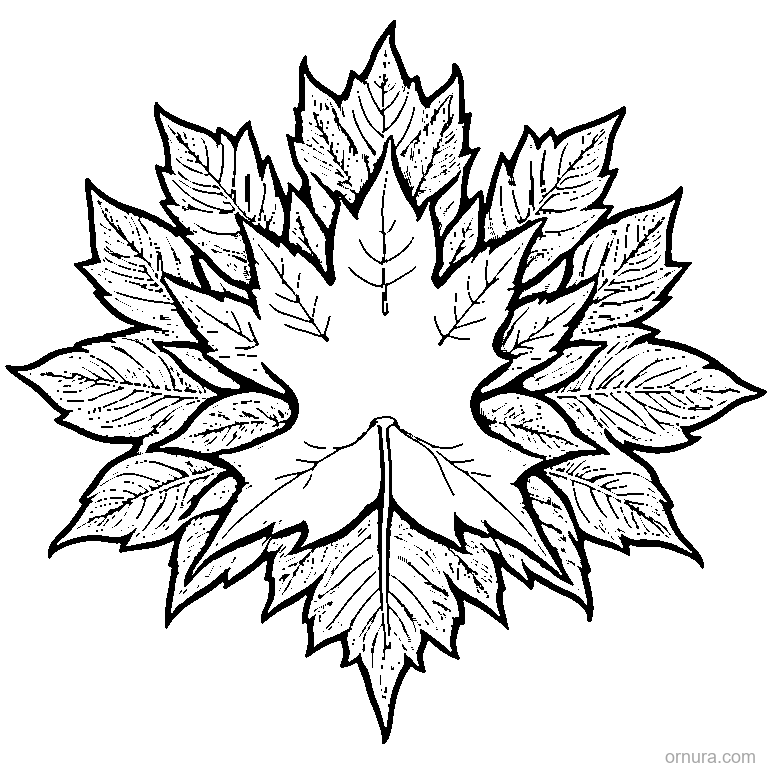 Simple Maple Leaf With Bold Outlines coloring page
