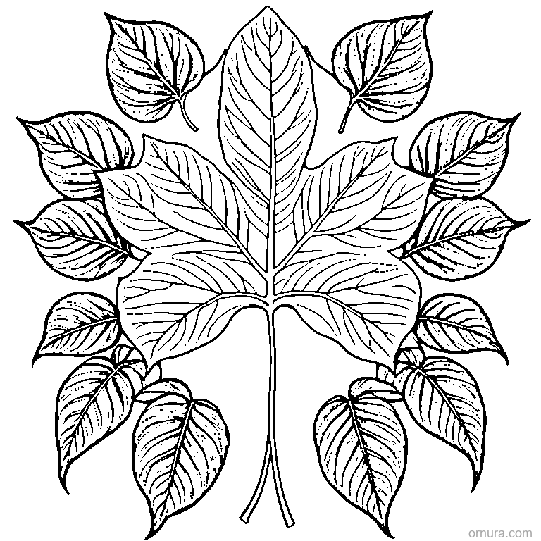 single leaf with visible veins coloring page coloring page - free printable black and white line art for kids and adults