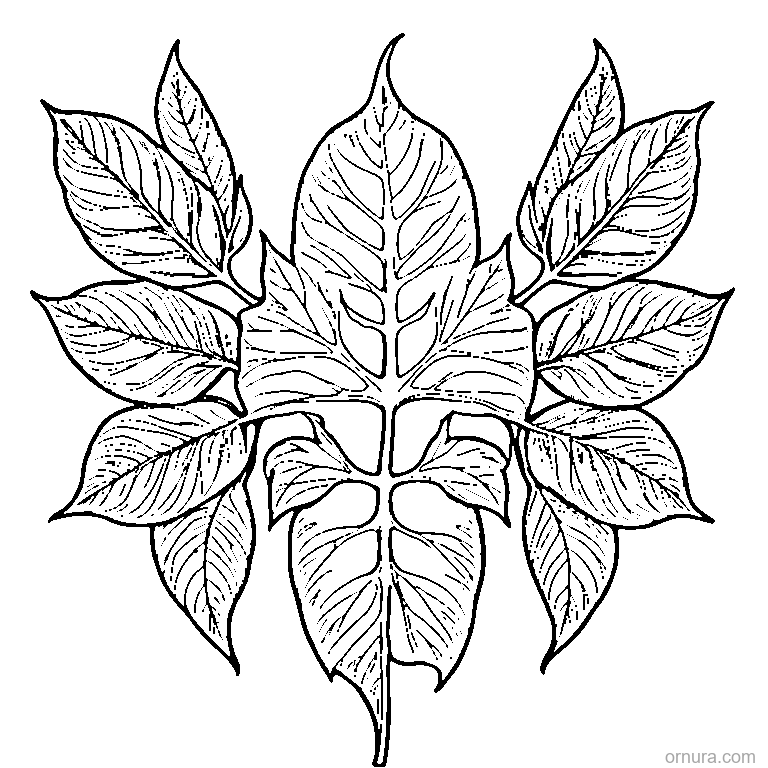 single leaf with visible veins printable coloring page - free printable black and white line art for kids and adults