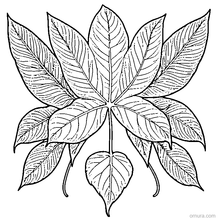 single leaf with visible veins template coloring page - free printable black and white line art for kids and adults