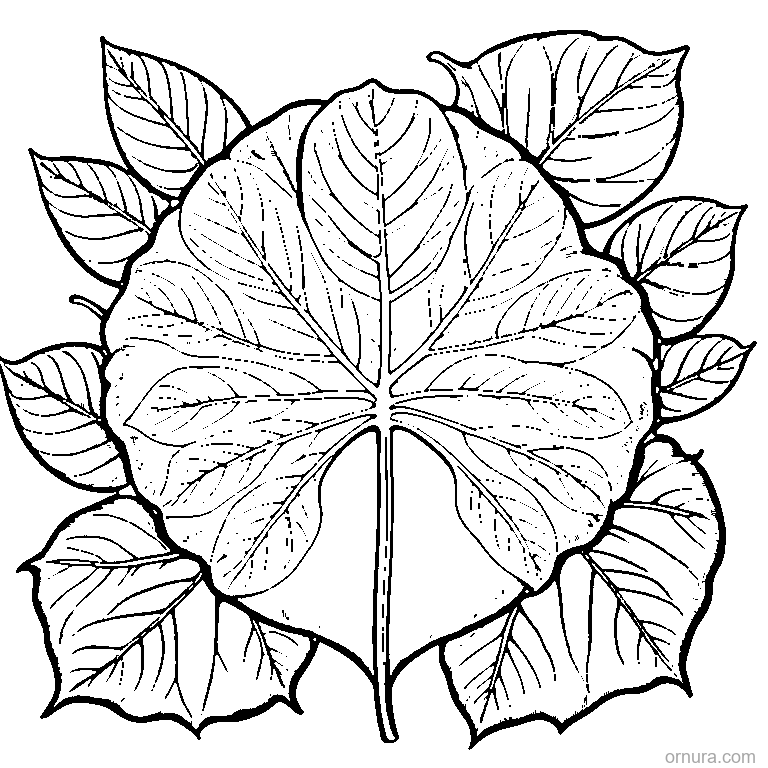 sycamore leaf with veins coloring page - free printable black and white line art for kids and adults