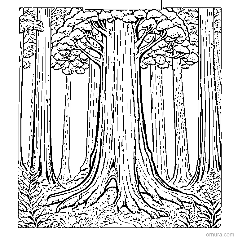 tall redwood tree coloring page - free printable black and white line art for kids and adults