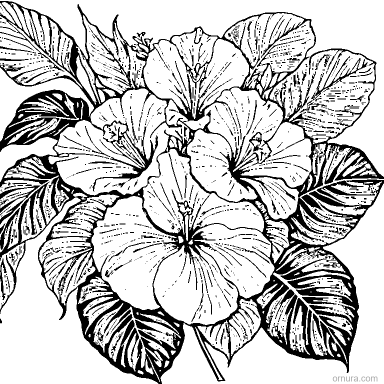 tropical leaf with hibiscus flower template coloring page - free printable black and white line art for kids and adults