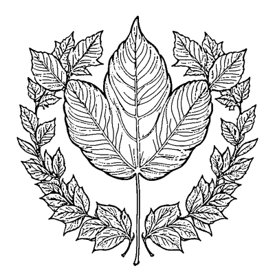 Autumn Leaf With Curled Edges coloring page variation 4