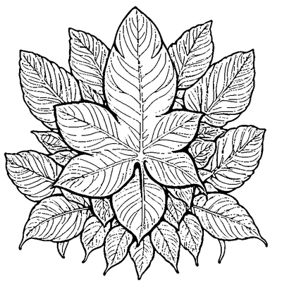 Autumn Leaf With Curled Edges coloring page variation 5