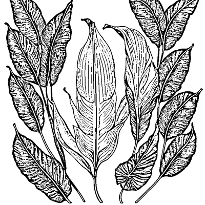 Banana Leaf With Long Shape coloring page variation 1