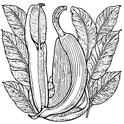 Banana Leaf With Long Shape coloring page variation 2