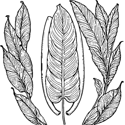 Banana Leaf With Long Shape coloring page variation 3