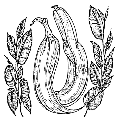 Banana Leaf With Long Shape coloring page variation 4