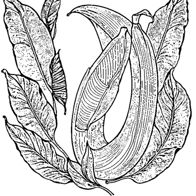 Banana Leaf With Long Shape coloring page variation 5