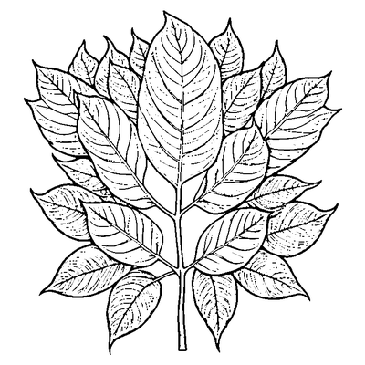 Birch Leaf With Serrated Edges Coloring Page