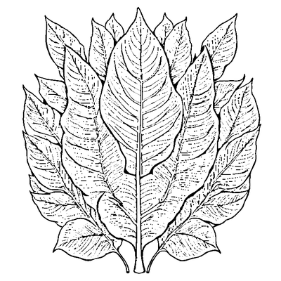 Birch Leaf With Serrated Edges Printable
