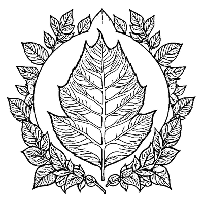 Birch Leaf With Serrated Edges