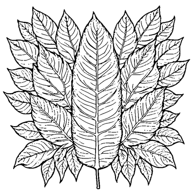 Birch Leaf With Serrated Edges coloring page variation 2