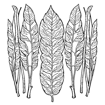 Birch Leaf With Serrated Edges coloring page variation 5