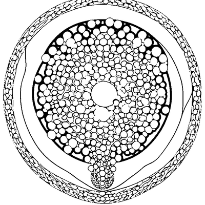 Bubble Wrap Pattern Circles coloring page variation 5