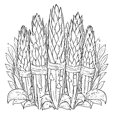 Bundle Of Corn Stalks coloring page - free printable