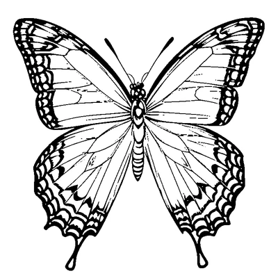 Butterfly Pattern Repeated coloring page variation 1