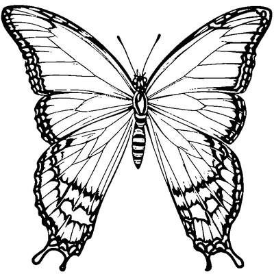 Butterfly Pattern Repeated coloring page variation 2