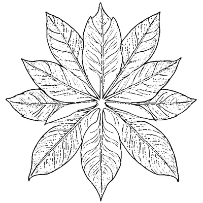 Chestnut Leaf With Pointed Edges coloring page - free printable