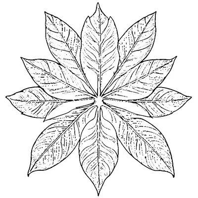Chestnut Leaf With Pointed Edges coloring page - free printable