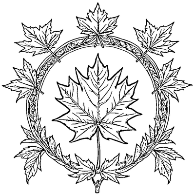 Detailed Maple Leaf With All Veins coloring page variation 1